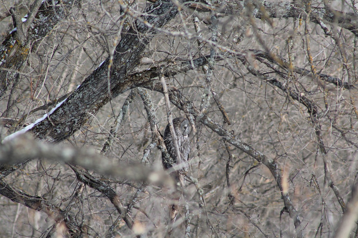 Great Gray Owl - ML630792412