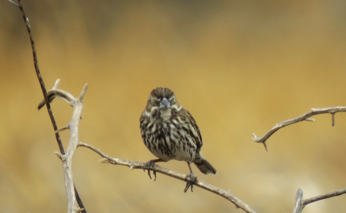 Lark Bunting - ML630792429