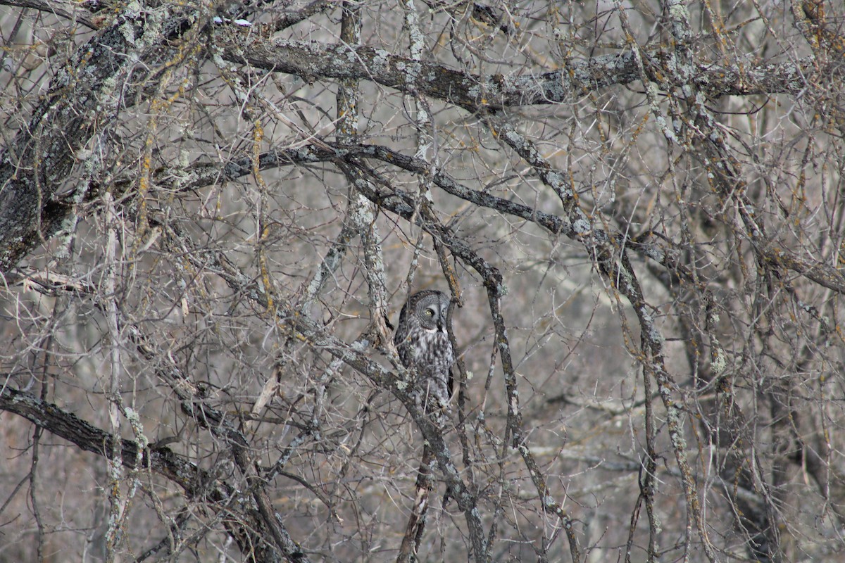 Great Gray Owl - ML630792438