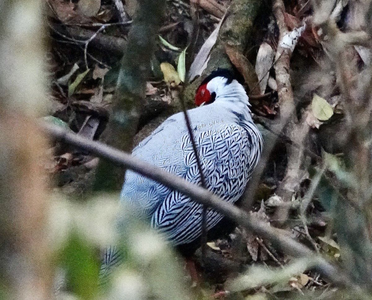Silver Pheasant - ML630792660