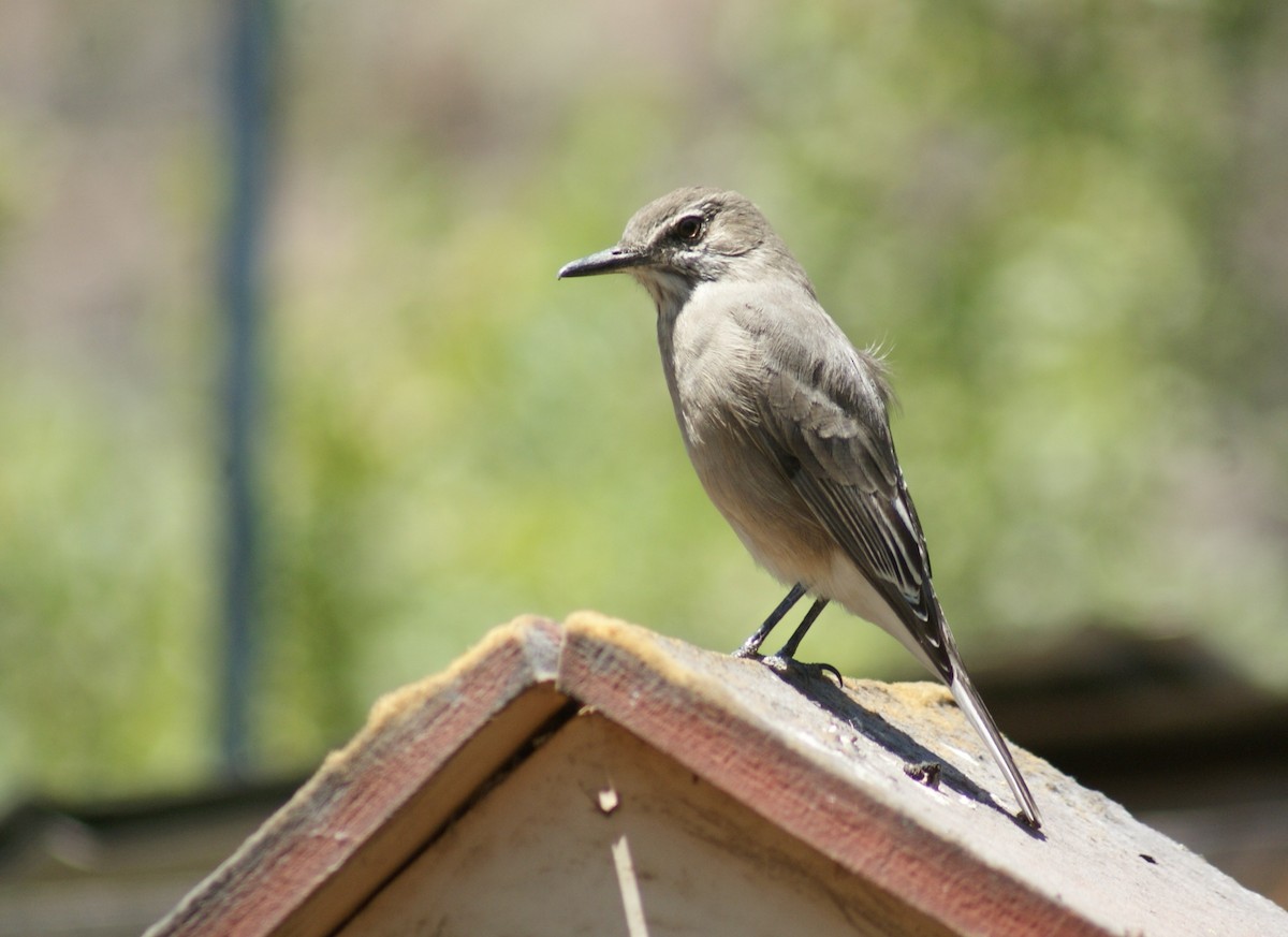 Black-billed Shrike-Tyrant - ML630792668