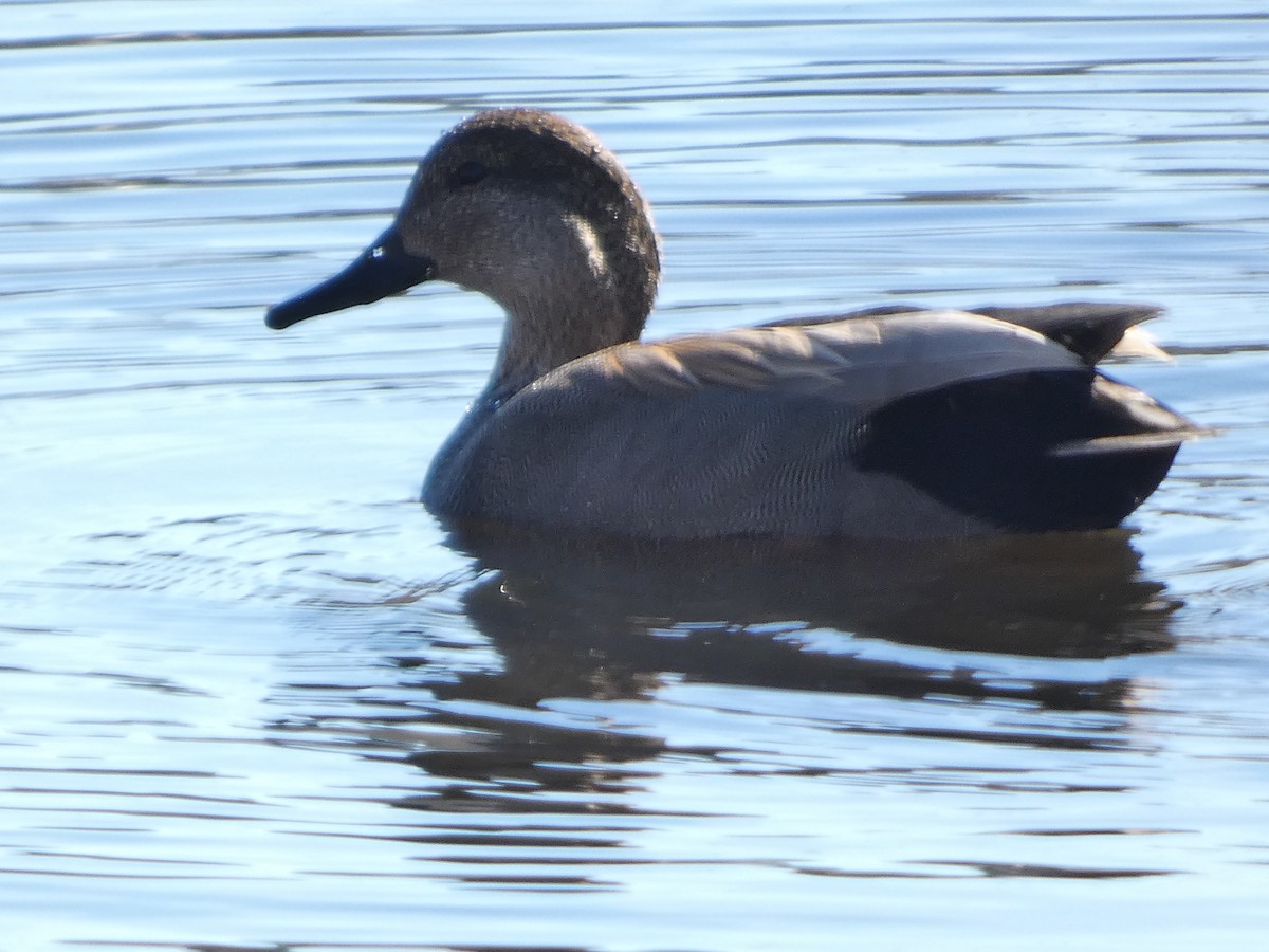 Gadwall - ML630792880
