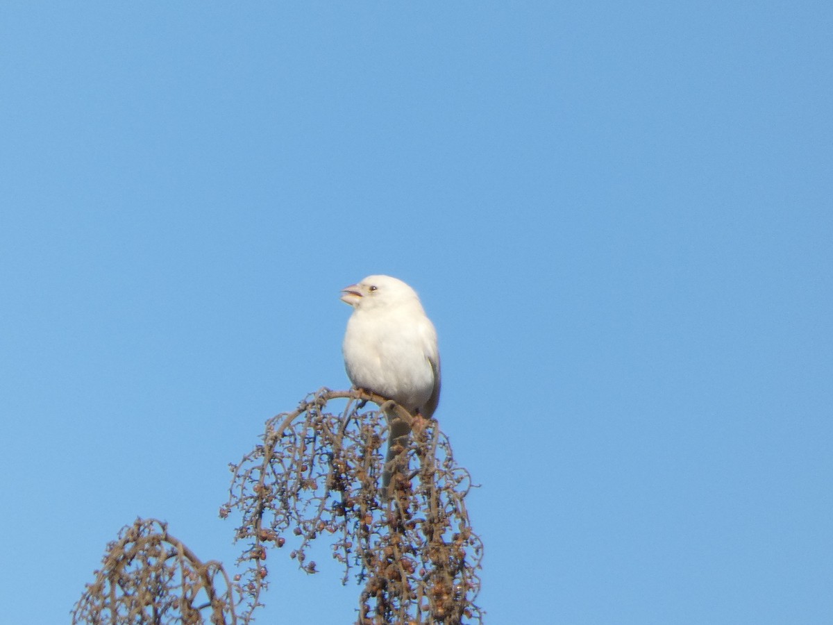House Finch - ML630792907