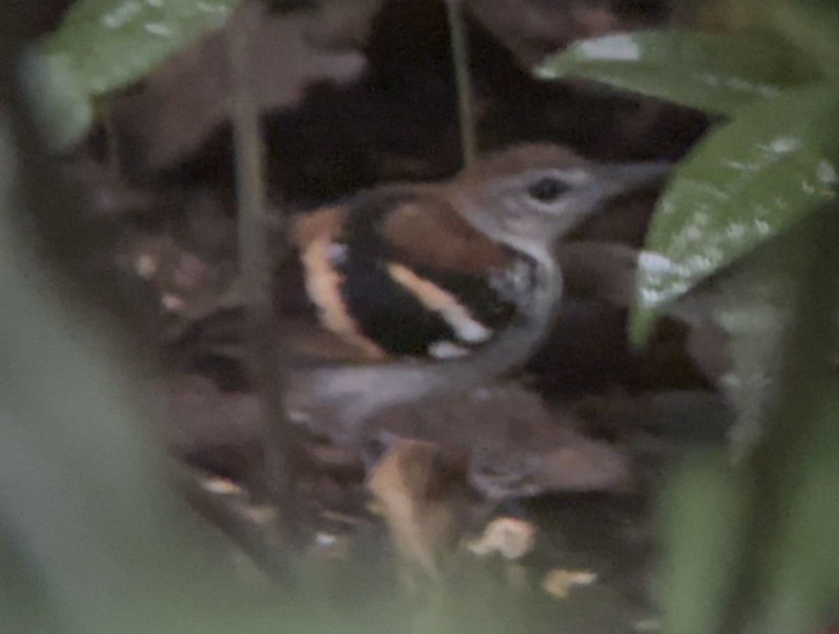 Banded Antbird - ML630792984