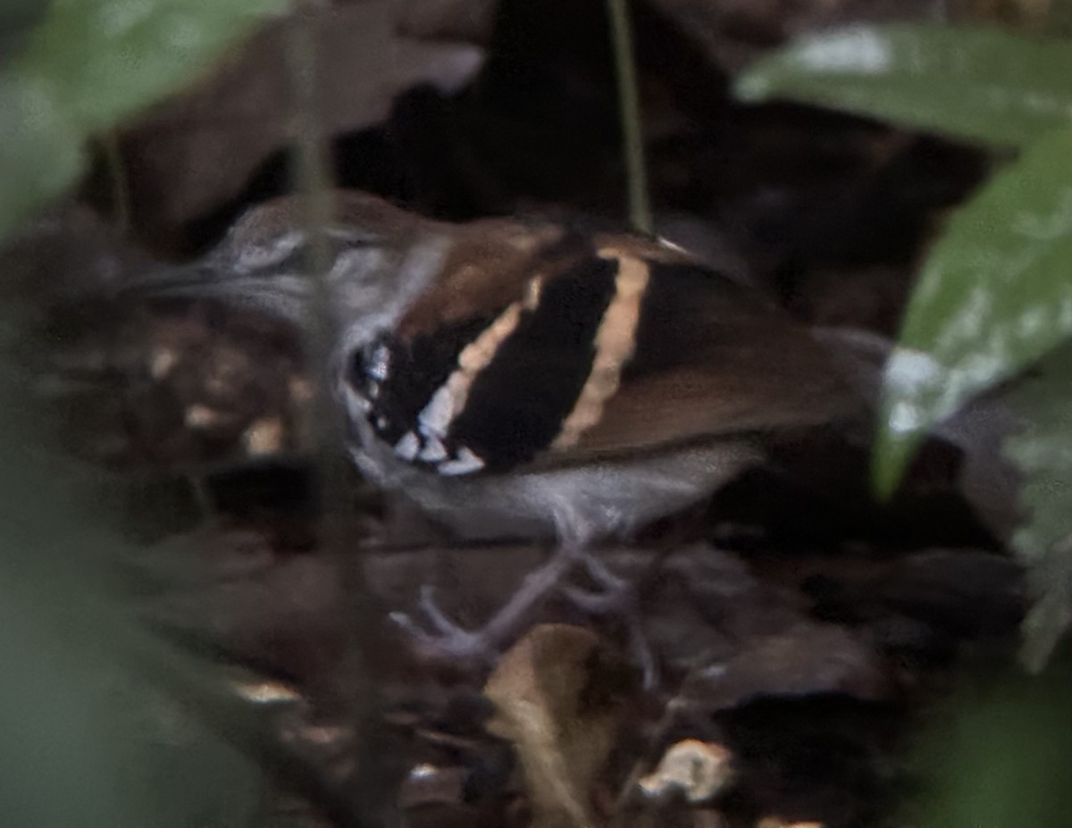 Banded Antbird - ML630792985