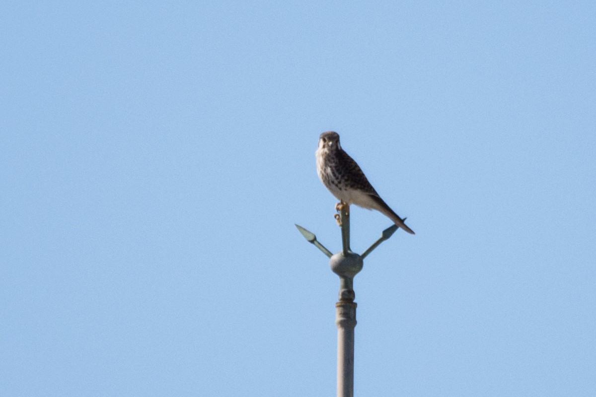 American Kestrel - ML630793071