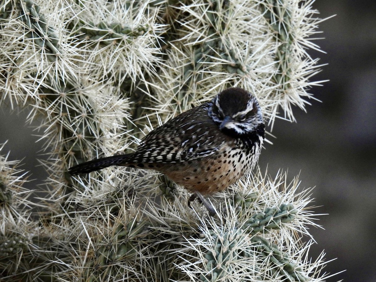 Cactus Wren - ML630793132