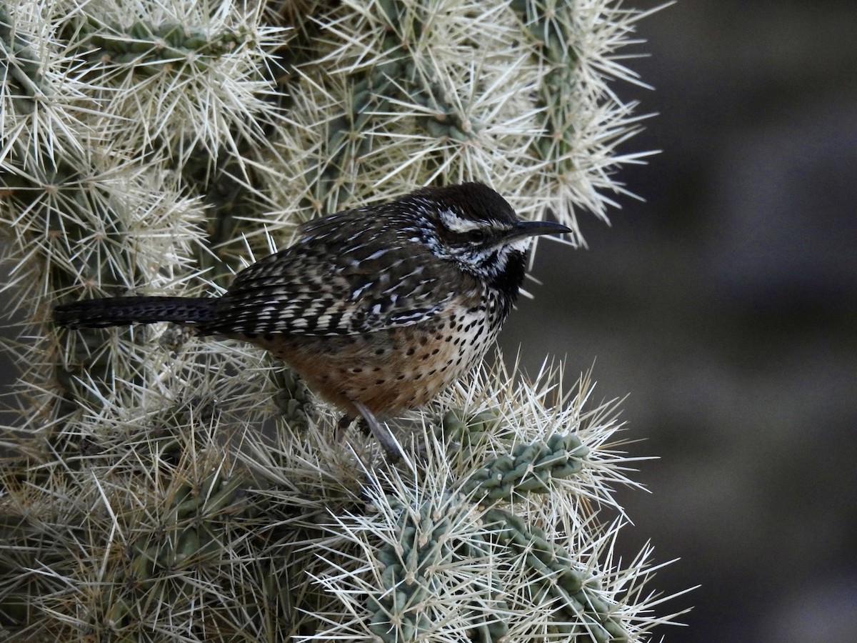 Cactus Wren - ML630793133