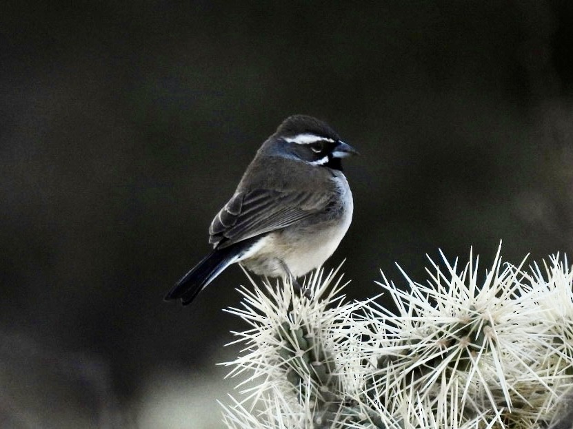 Black-throated Sparrow - ML630793179