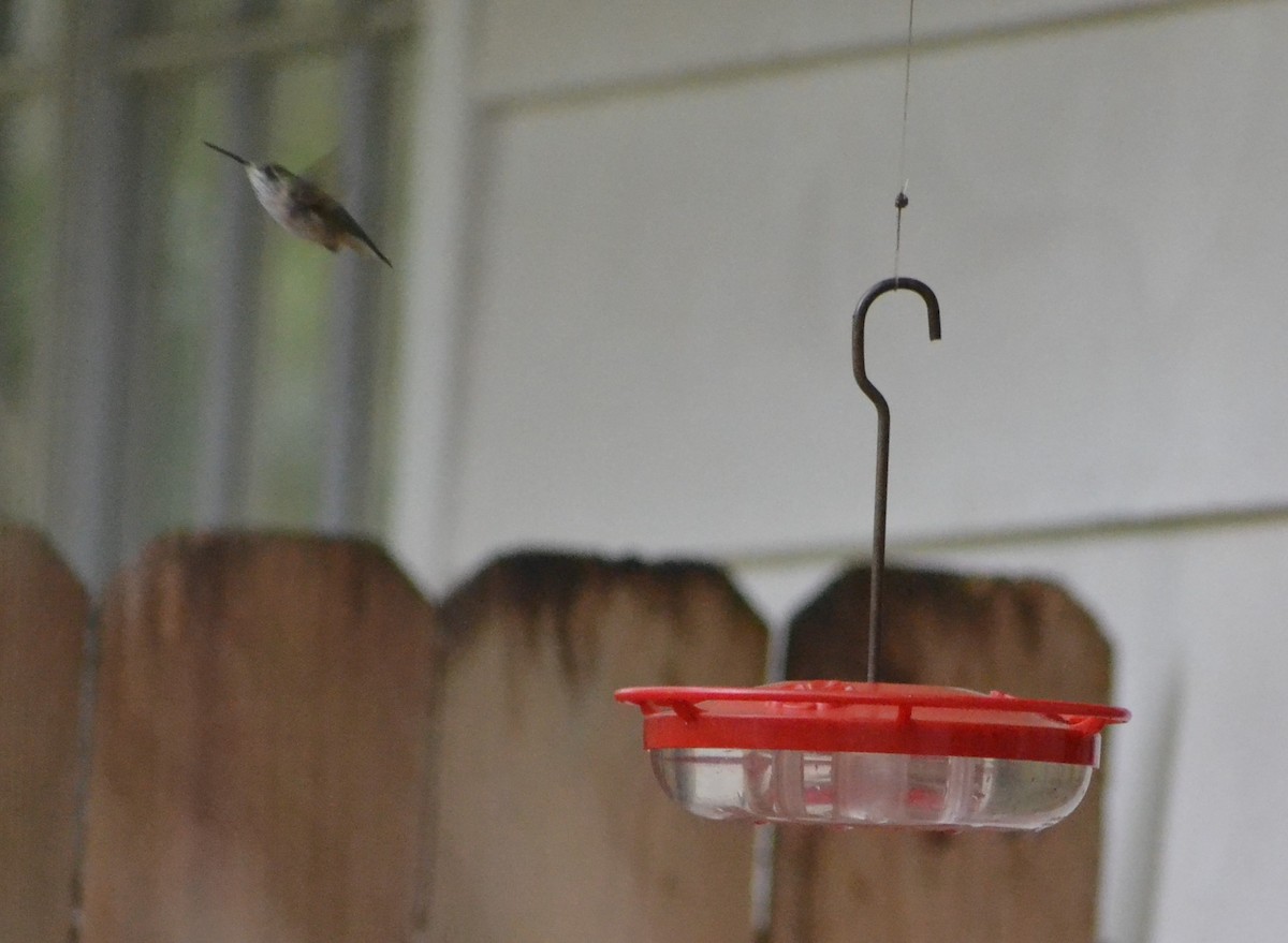 Calliope Hummingbird - ML630793197