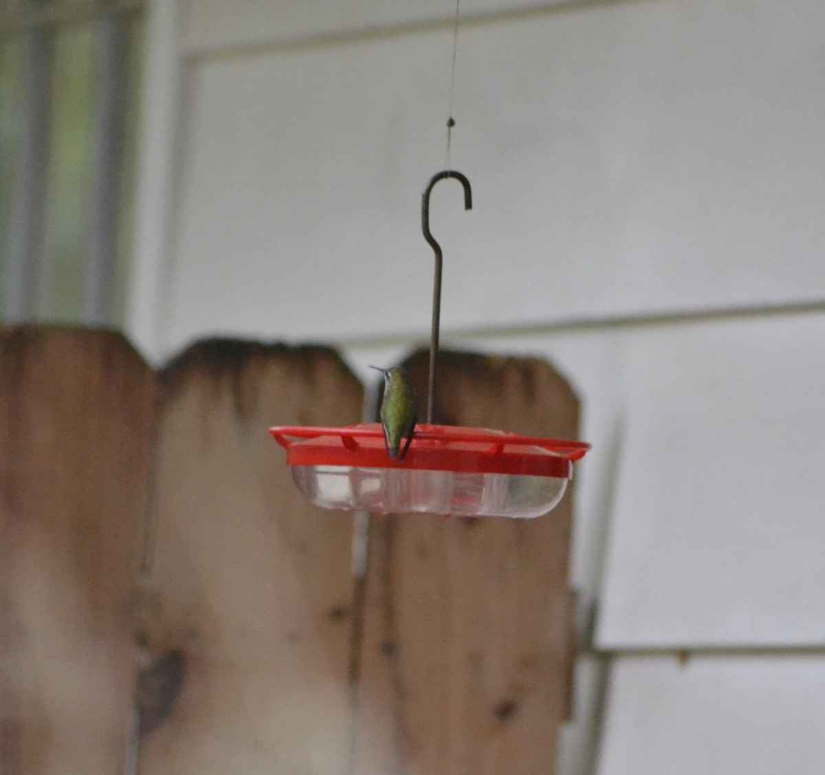 Calliope Hummingbird - ML630793278