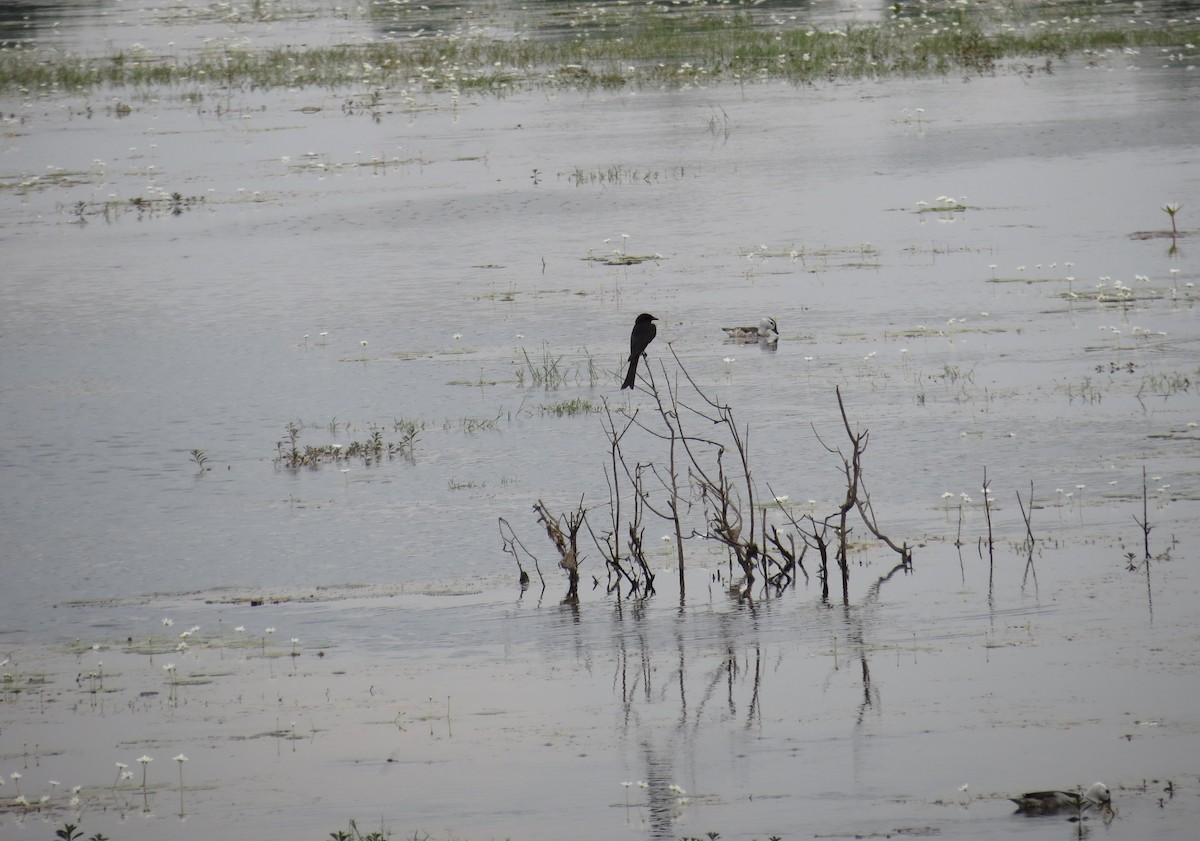 svartdrongo - ML630793327