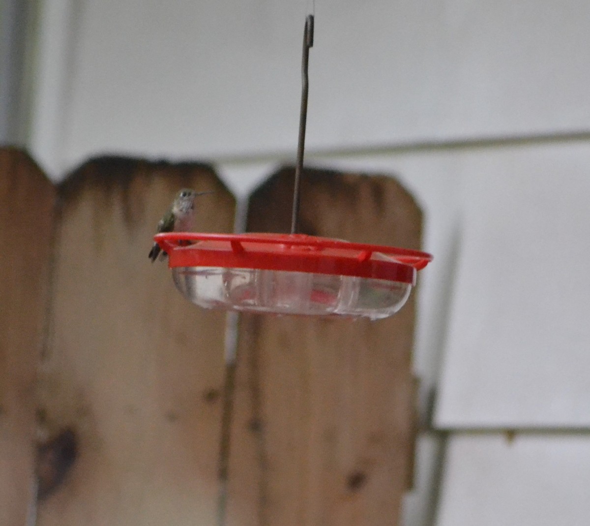 Calliope Hummingbird - ML630793391