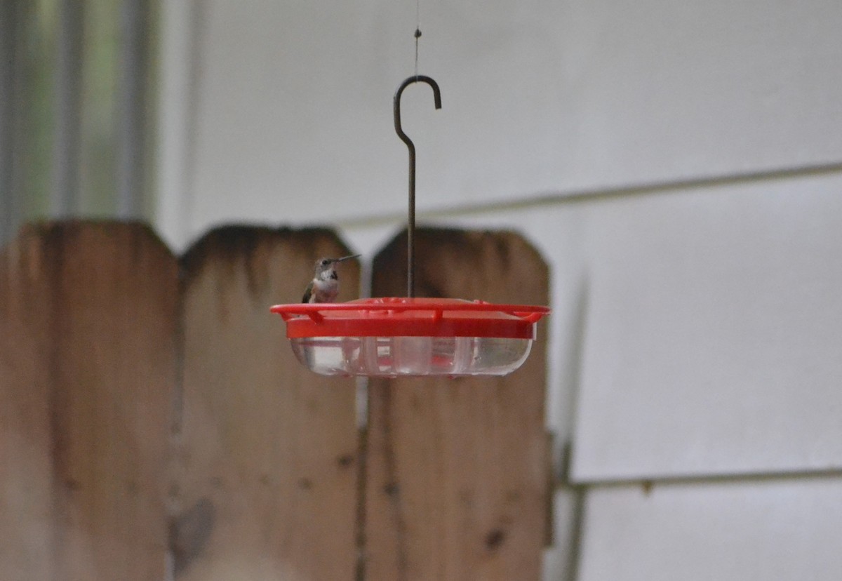 Rufous Hummingbird - ML630793513