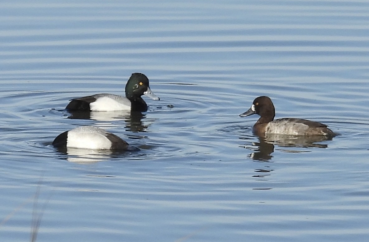Lesser Scaup - ML630793514