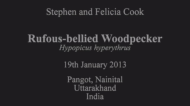 Бор хэвлийт тоншуул - ML630793568