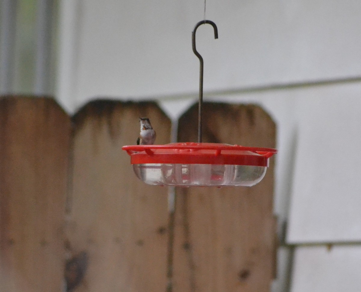 Rufous Hummingbird - ML630793648