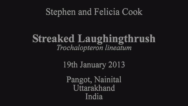 Streaked Laughingthrush - ML630793690