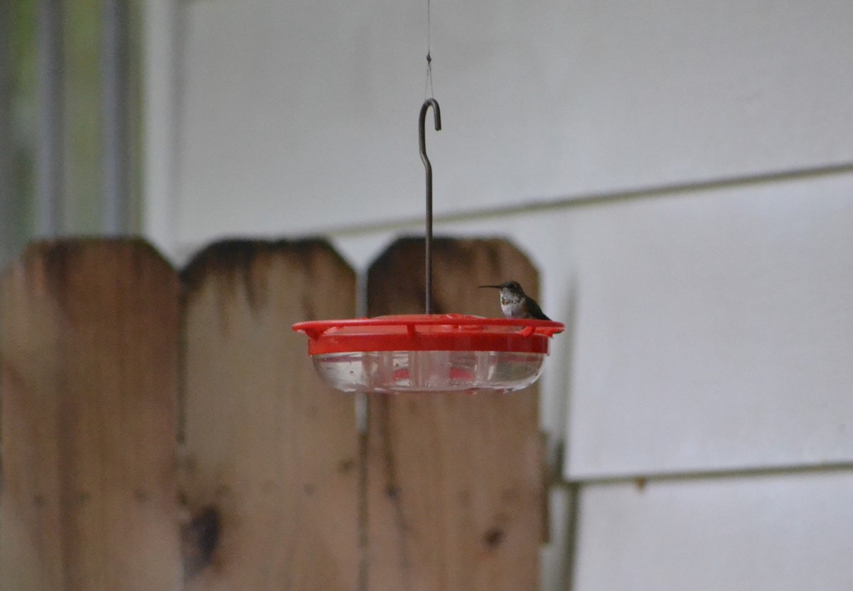 Rufous Hummingbird - ML630793735