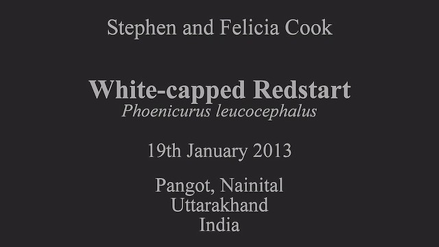 Халзан гал сүүлт - ML630793758