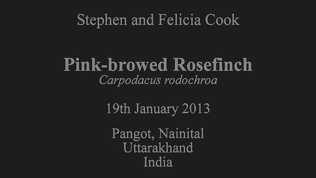 Pink-browed Rosefinch - ML630793808