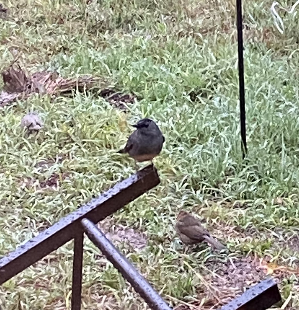 Gray Catbird - ML630793818