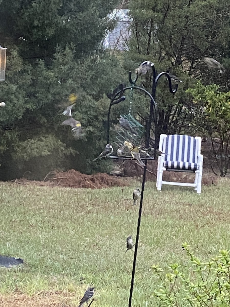 Yellow-rumped Warbler - ML630793837