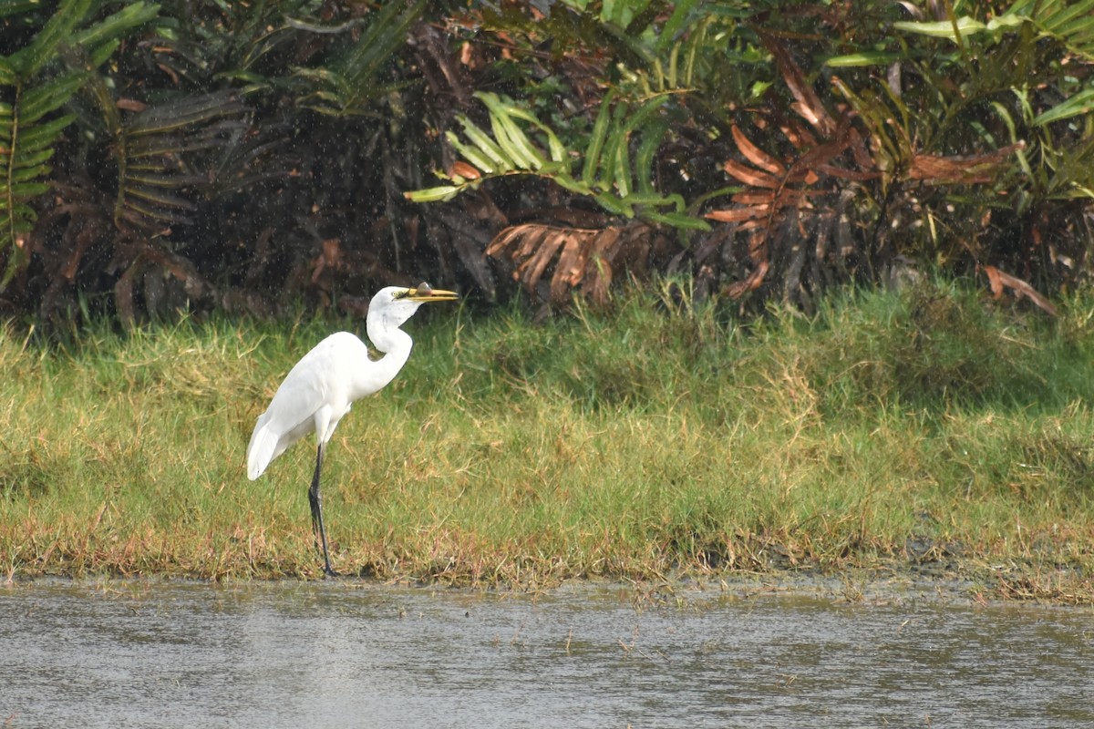egretthegre - ML630793843