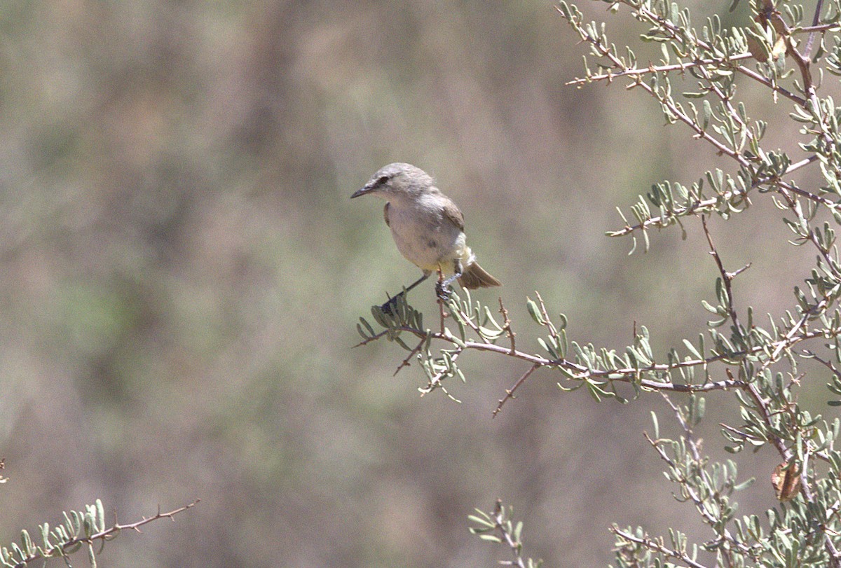 Yellow-bellied Eremomela - ML630793967