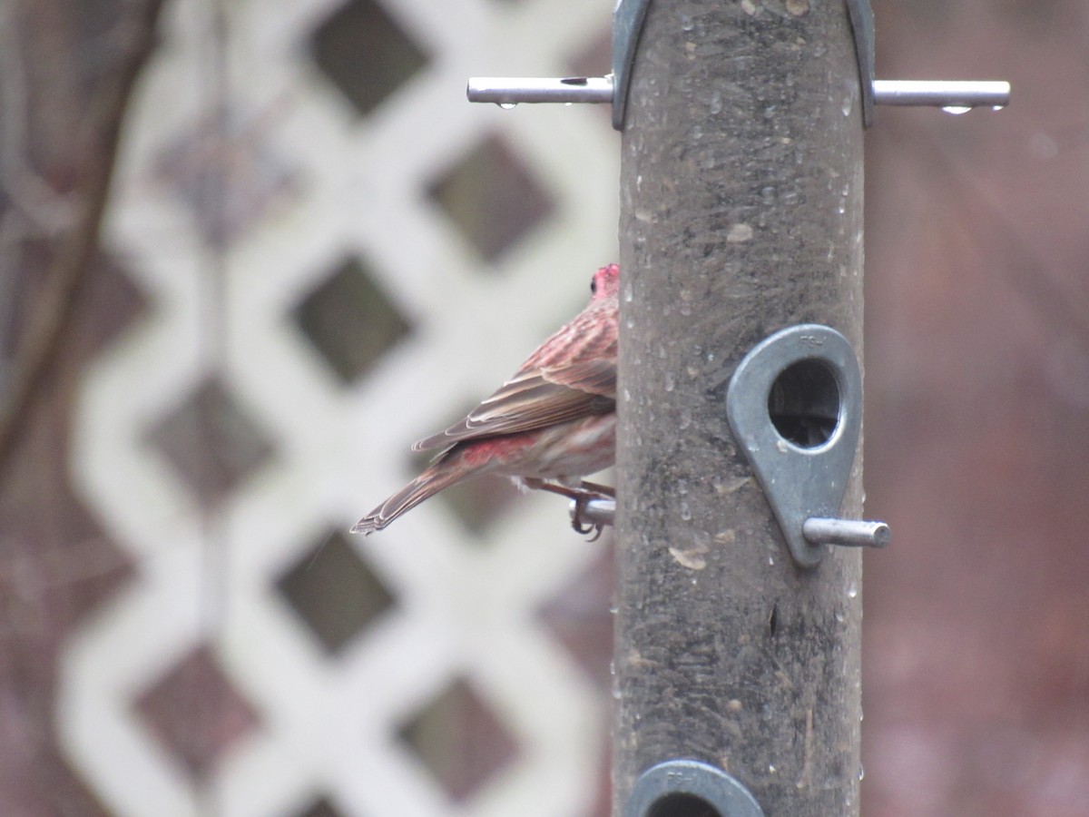 Purple Finch - ML630794061
