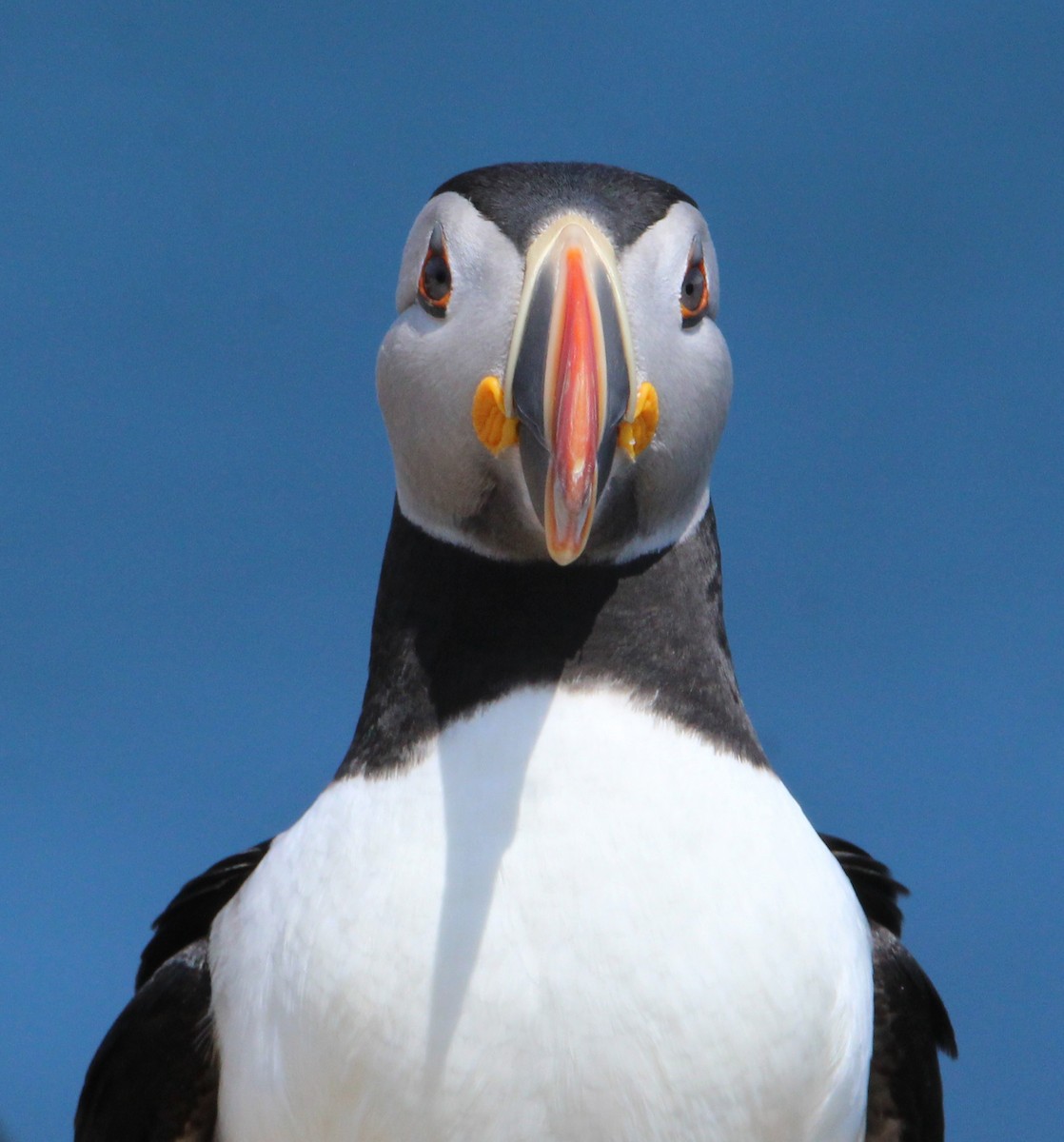 Atlantic Puffin - ML630794319