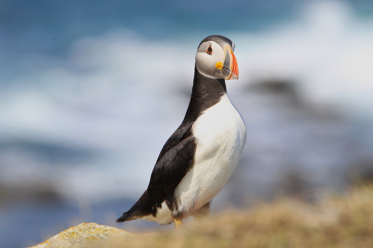 Atlantic Puffin - ML630794321