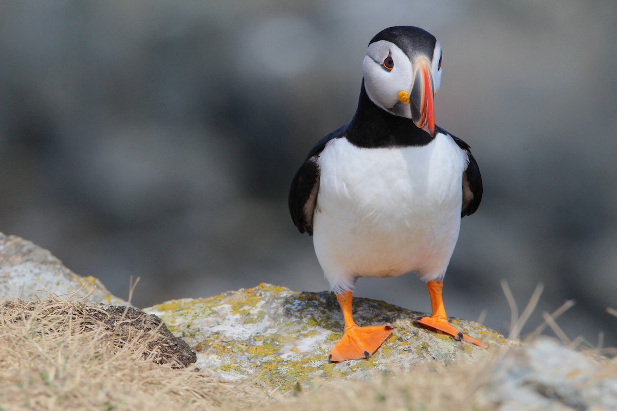 Atlantic Puffin - ML630794322