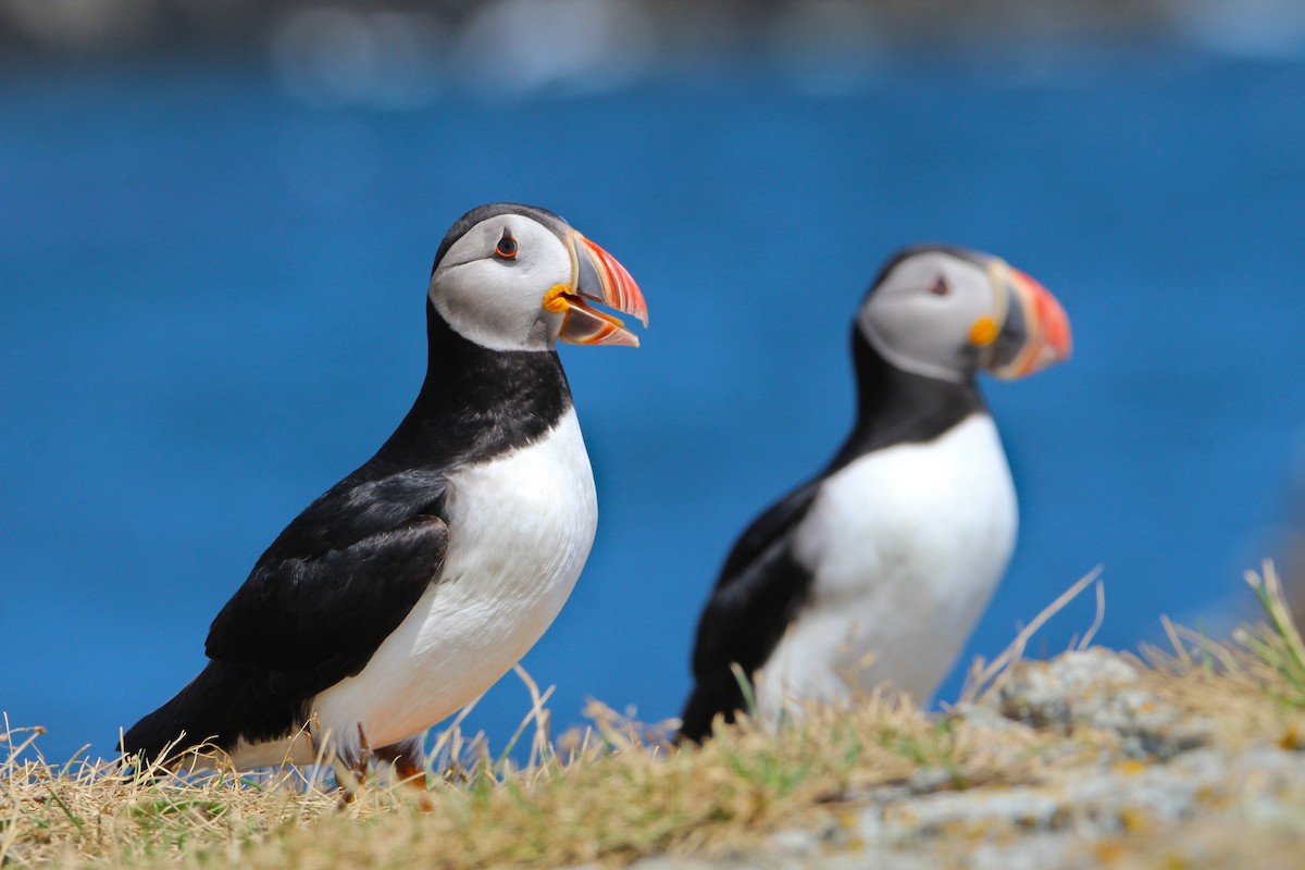 Atlantic Puffin - ML630794323