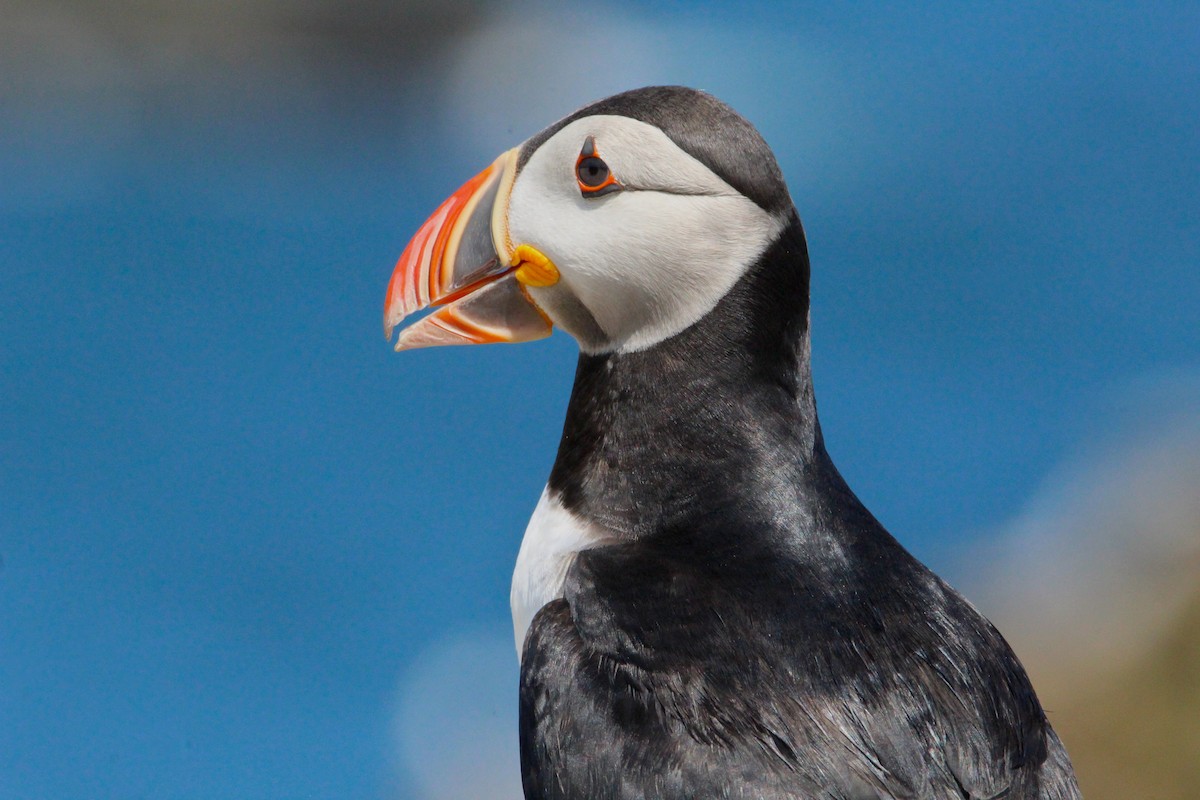 Atlantic Puffin - ML630794324