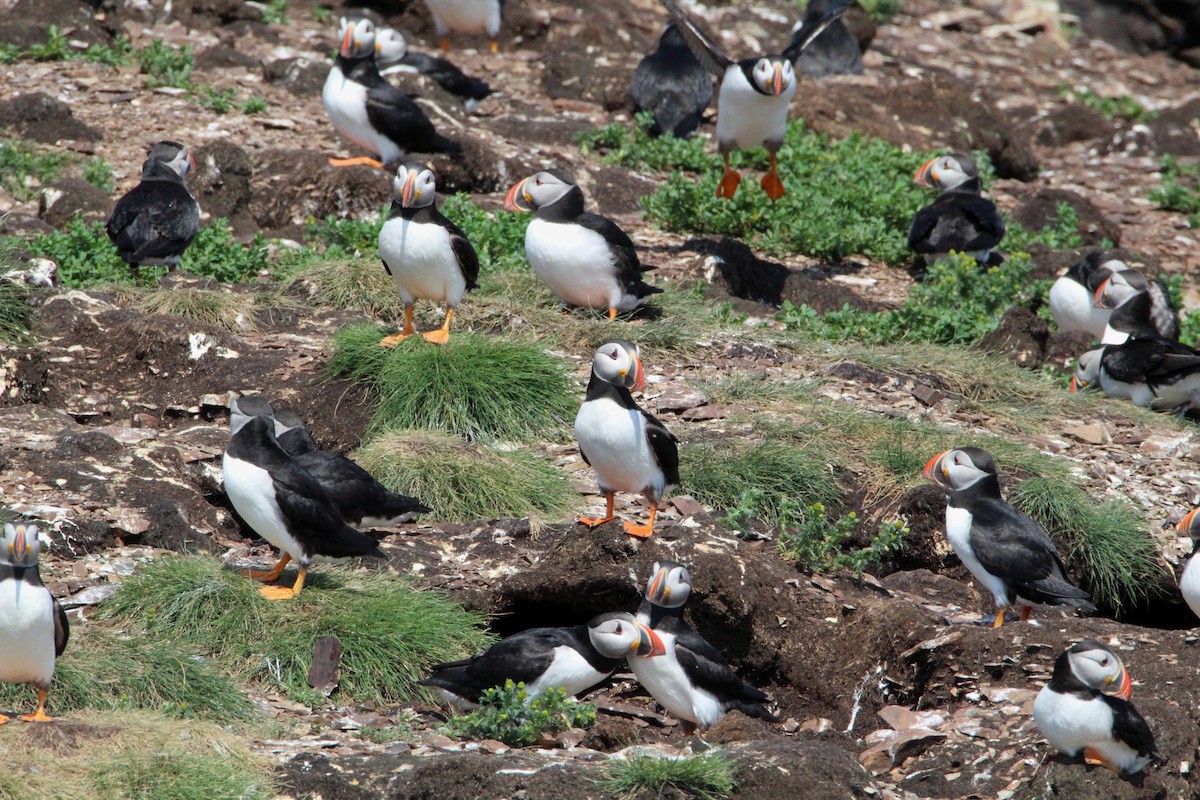 Atlantic Puffin - ML630794325