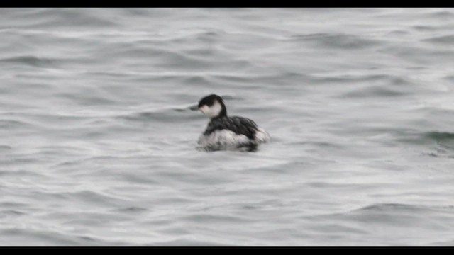 Horned Grebe - ML630794533