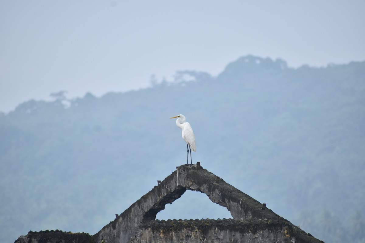 egretthegre - ML630794628
