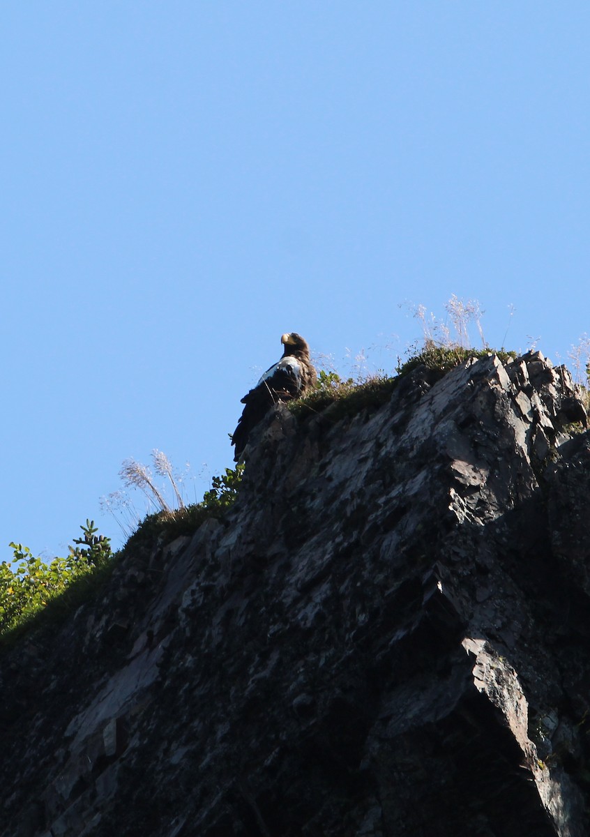 Steller's Sea-Eagle - ML630794750