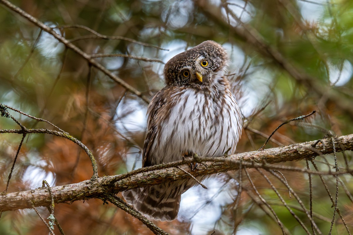 Eurasian Pygmy-Owl - Andrej Tabak