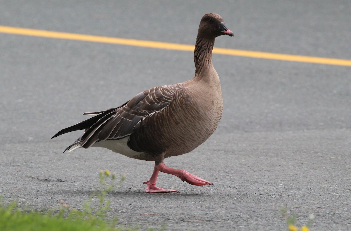 Pink-footed Goose - ML630795125