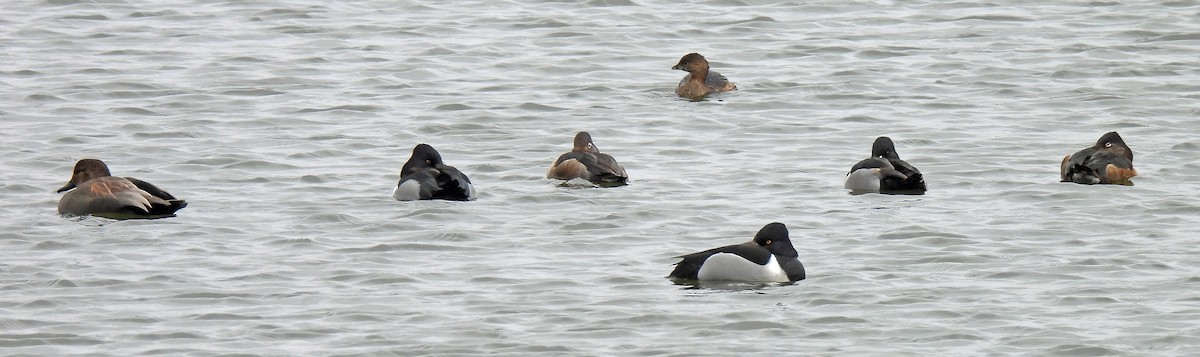 Ring-necked Duck - ML630795192