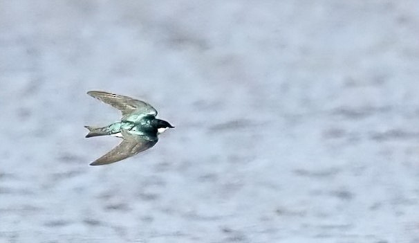 Tree Swallow - ML630795235