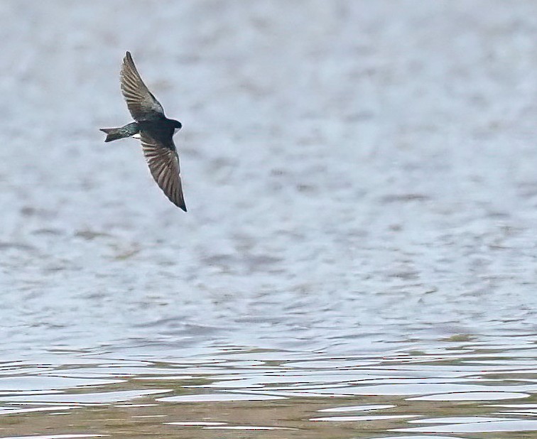 Tree Swallow - ML630795236