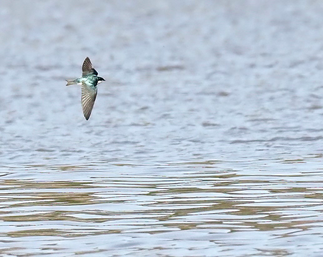 Tree Swallow - ML630795237