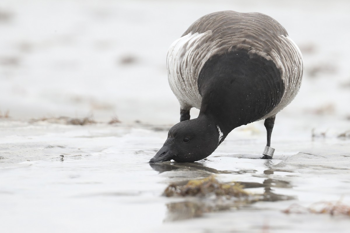 Brant - ML630795256
