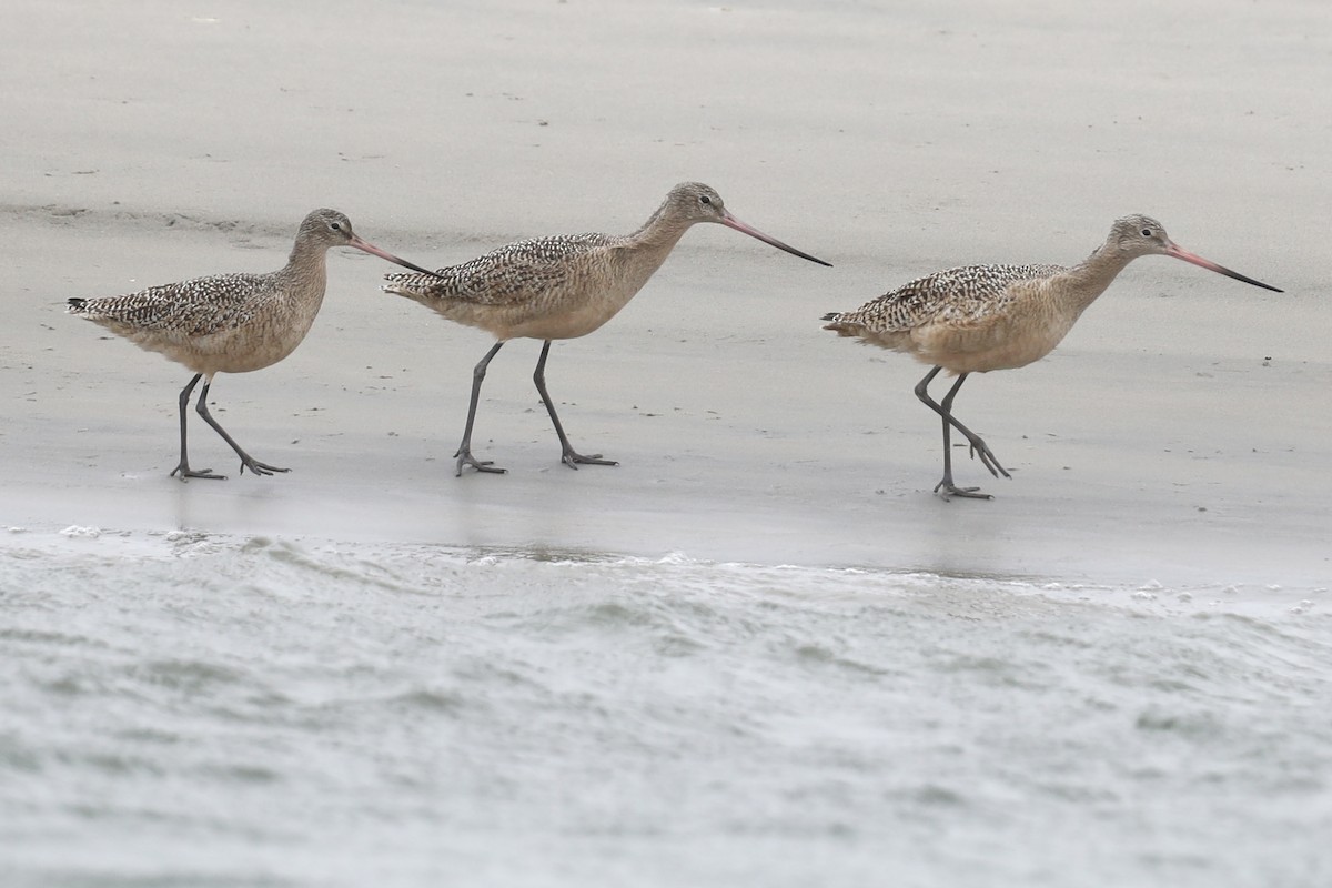 Marbled Godwit - ML630795273