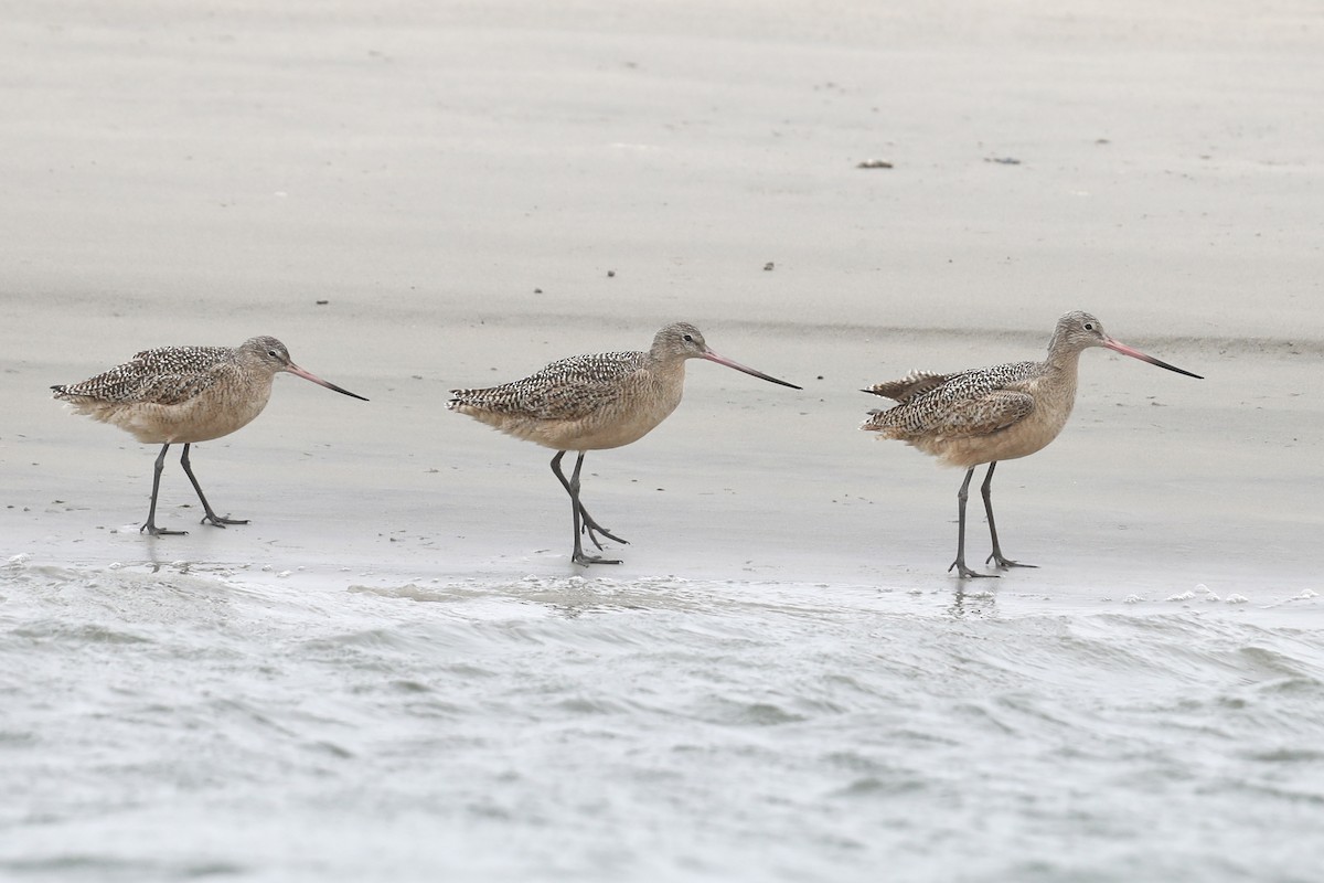 Marbled Godwit - ML630795274