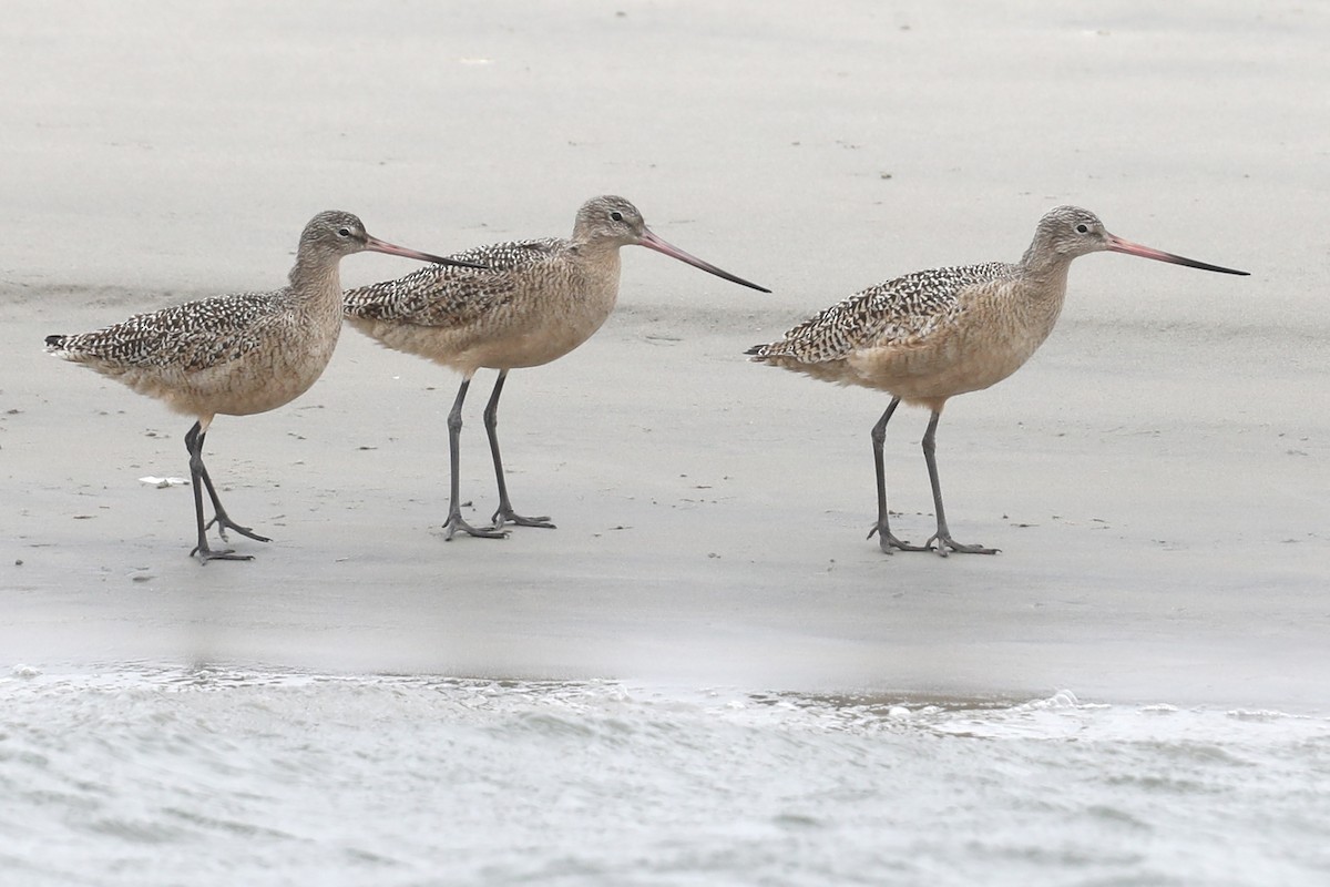 Marbled Godwit - ML630795275