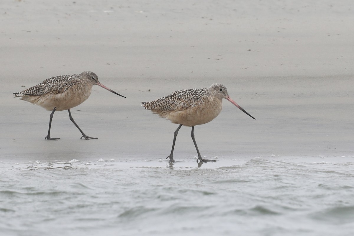 Marbled Godwit - ML630795276